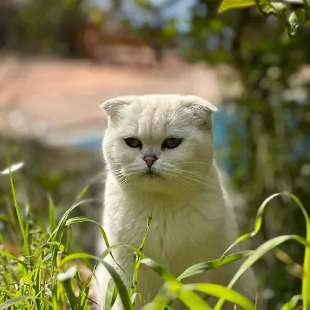 Szálloda Faralia 3*