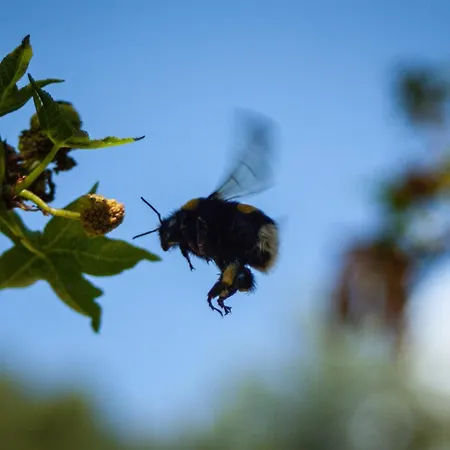 Faralia فندق فاراليا