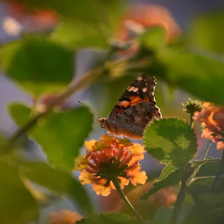 Faralia فندق فاراليا