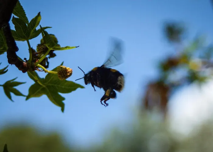 Faralia Hotel Faralya